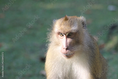 Macaca facicularis, cercopithecine primate native to Southeast Asia  photo
