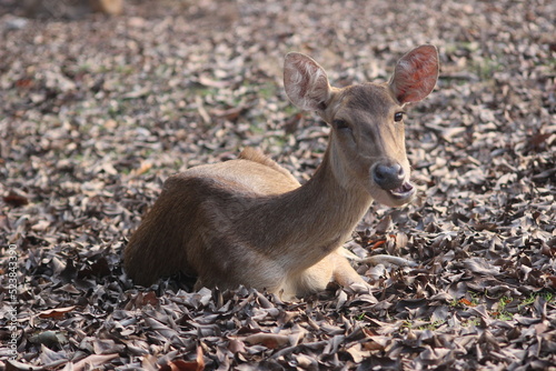 The Javan rusa or Sunda sambar (Rusa timorensis), a deer native to Indonesia