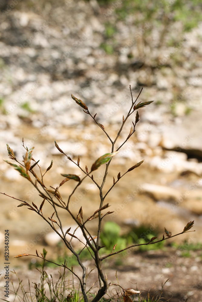 young plants grow in nature. background image, there is a place to record. young plants grow in nature. background image, there is a place to record.