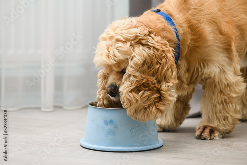 Foto The dog eats food from his bowl with appetite.