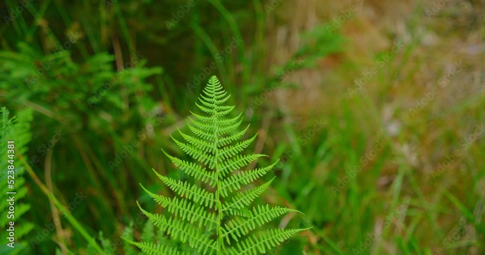 Fern leaf bush branch, close-up. Green fresh botanical tropical foliage, summer sunny day. A light breeze shakes the plant. Fern leaf bush branch, close-up. Green fresh botanical tropical foliage, summer sunny day. A light breeze shakes the plant.