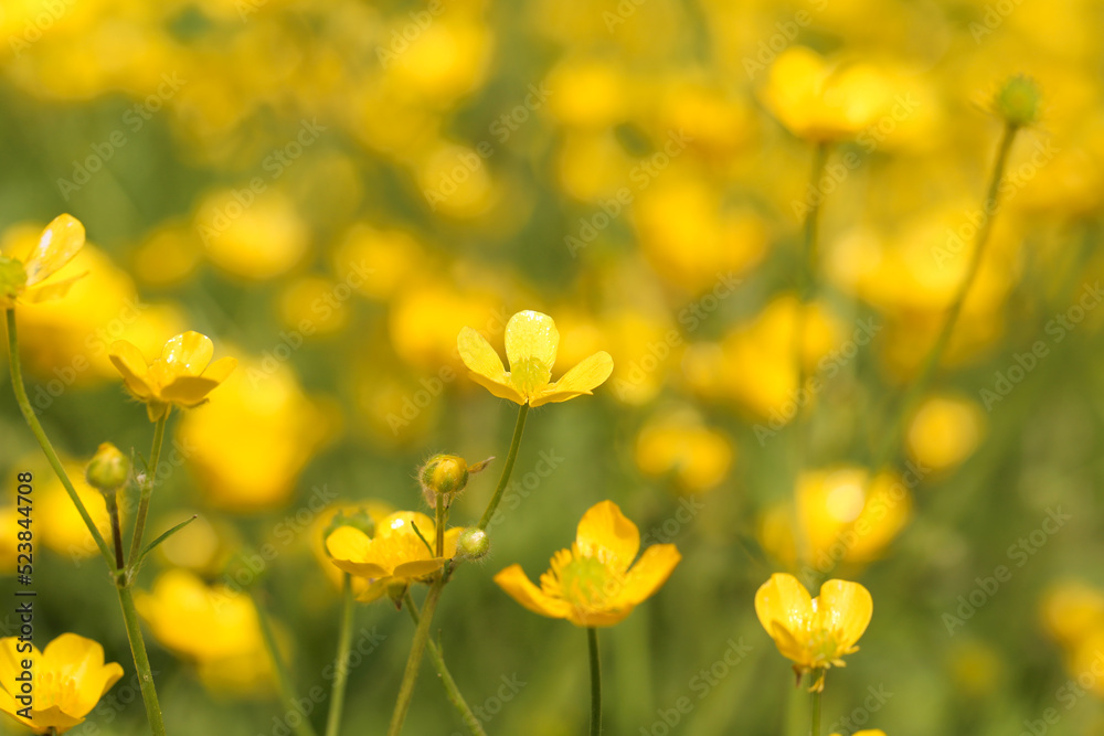 yellow flowers grow in the field. young plants grow in nature. background image, there is a place to record.