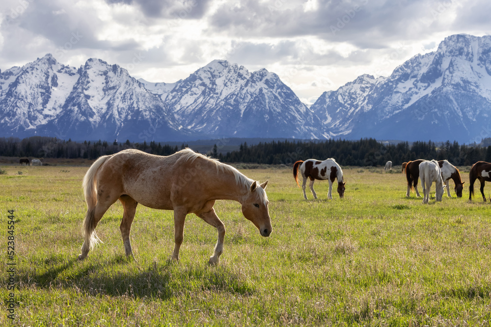 Obraz premium Wild Horse on a green grass field with American Mountain Landscape in Background. Grand Teton National Park, Wyoming, United States of America.