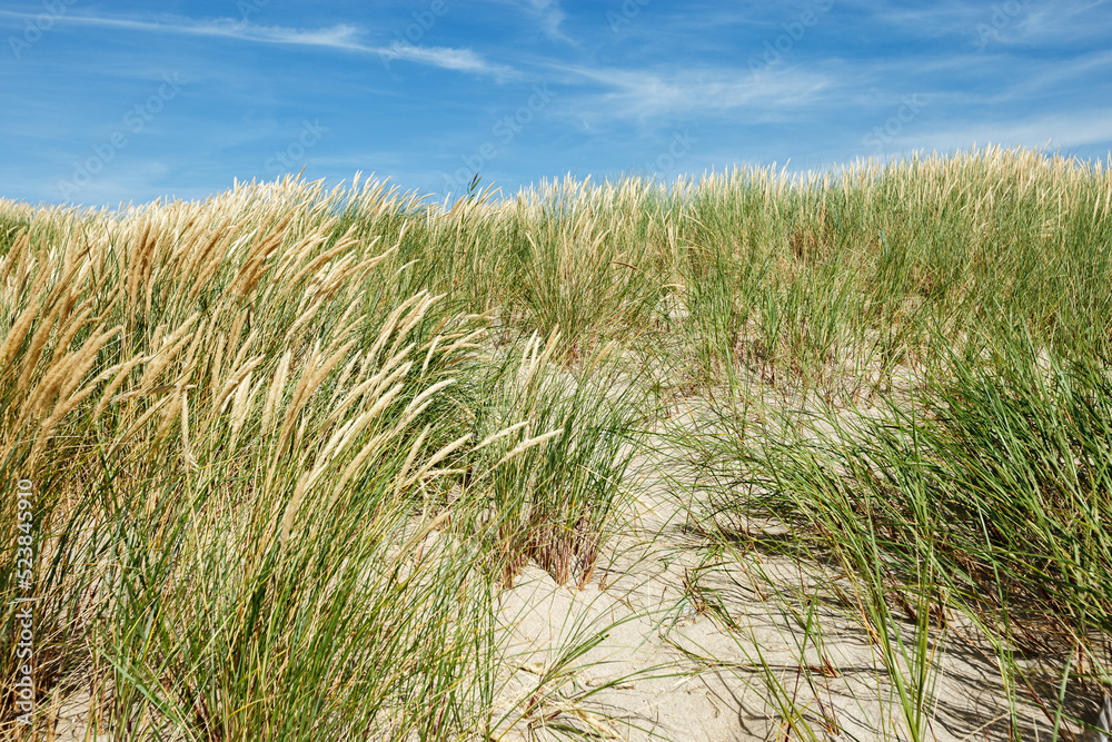 Beach dunes nature view with dune green grass, fine sand and blue clouds sky. Shore of Baltic sea, Russia. Natural summer landscape, view seacoast for rest and travel, nature scenery Beach dunes nature view with dune green grass, fine sand and blue clouds sky. Shore of Baltic sea, Russia. Natural summer landscape, view seacoast for rest and travel, nature scenery