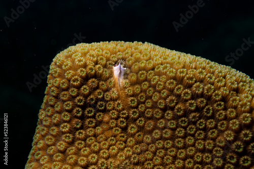 Fototapeta Naklejka Na Ścianę i Meble -  Yellow coral reef