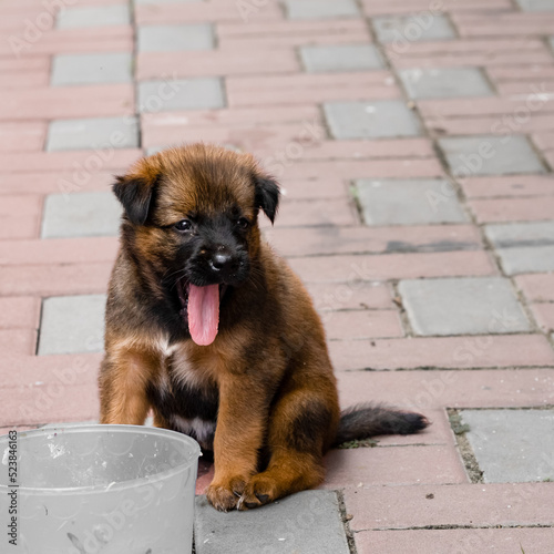 Cute brown puppy Sit on the floor pretending to be cheeky by sticking out your tongue after a full meal.