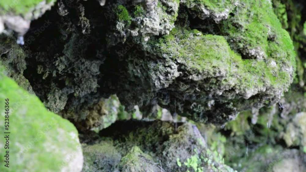Water droplets dripping from cave rocks with moss close-up Water droplets dripping from cave rocks with moss close-up