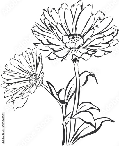 Line Drawing Flowers   Botanical Modern Line Art