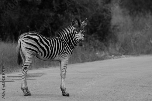 Plains zebra  Equus equus  foal  Pilanesberg National Park  North West 