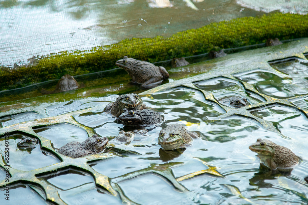 frog pond in Thailand, frog in the swamp frog pond in Thailand, frog in the swamp