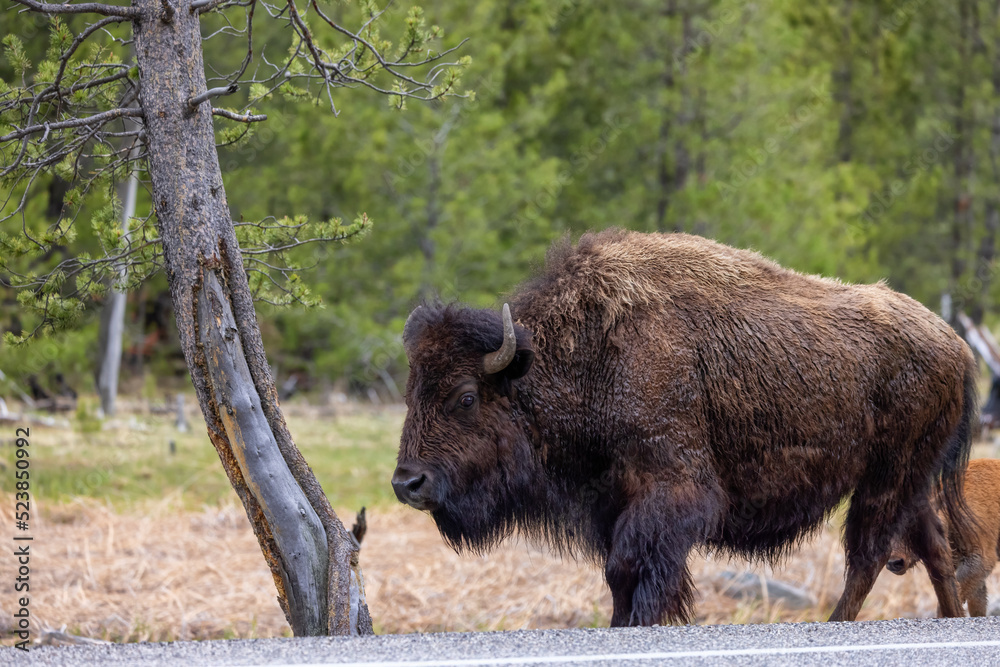 Bison with Calf walking by the road in American Landscape. Yellowstone National Park. United States. Nature Background. Bison with Calf walking by the road in American Landscape. Yellowstone National Park. United States. Nature Background.