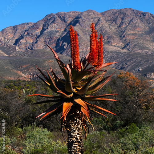 Bitter aloe, also known as Karoo aloe (Aloe ferox) set against a backdrop of the Kammanassie mountains, Western Cape photo