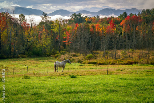 Horse in a Mountain Pasture in Autumn