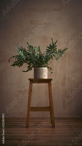 plant in a vase