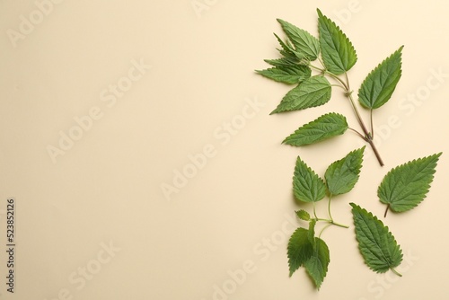 Fresh stinging nettle leaves on beige background, flat lay. Space for text