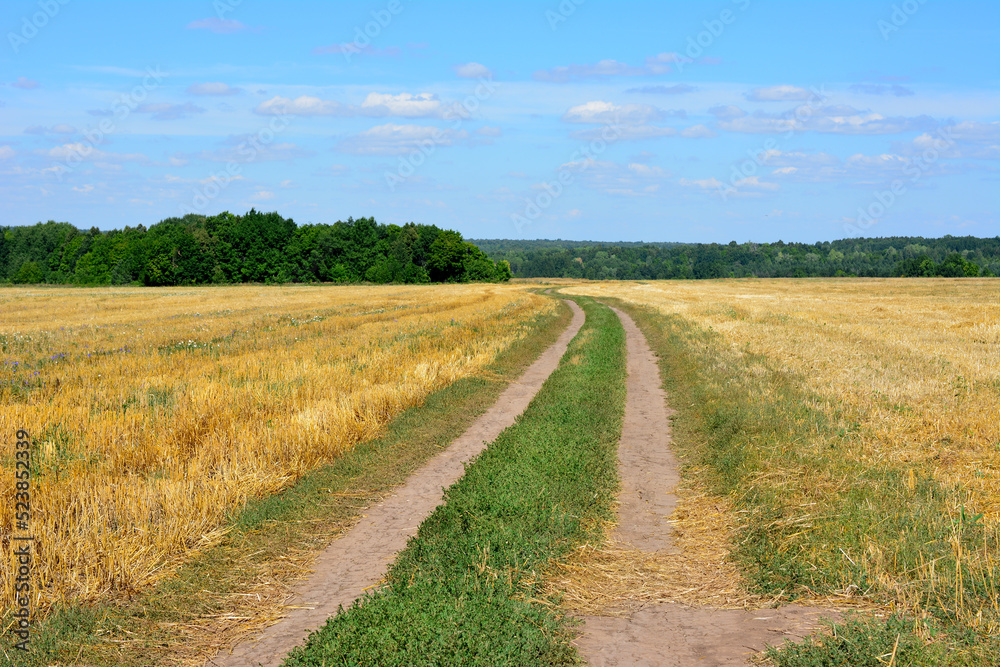 country road going through the field with forest line on horizon