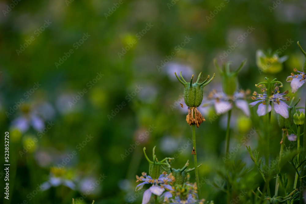 Nigella sativa (black caraway, also known as black cumin, nigella, or kalonji) is an annual flowering plant in the family Ranunculaceae. Nigella sativa (black caraway, also known as black cumin, nigella, or kalonji) is an annual flowering plant in the family Ranunculaceae.