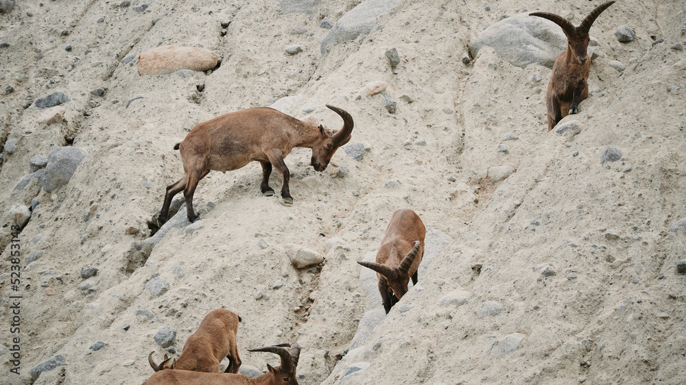 Mountain goat looking for a new place to find food Mountain goat looking for a new place to find food