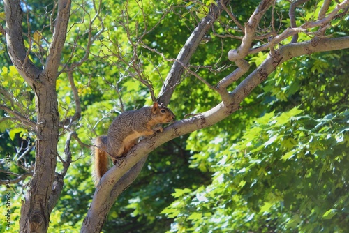 Squirrel climbing a tree