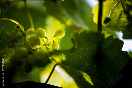 Winogrona w wieczornym słońcu © Mateusz