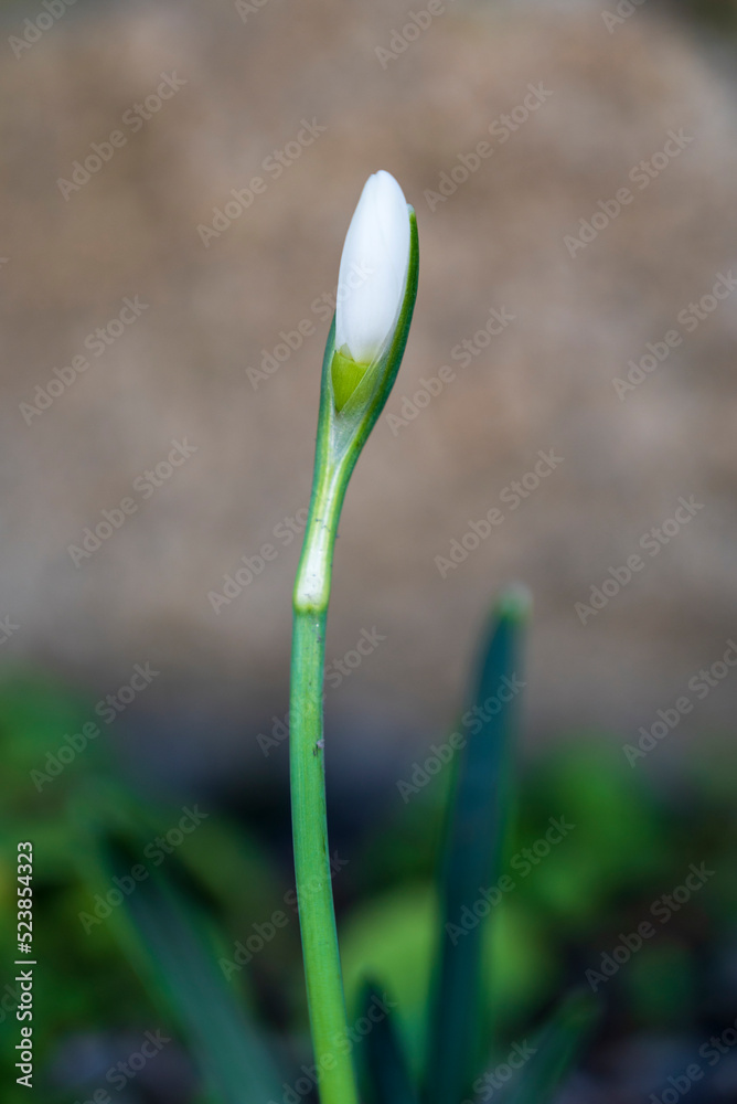 Detail of a flower of Galanthus nivalis Detail of a flower of Galanthus nivalis