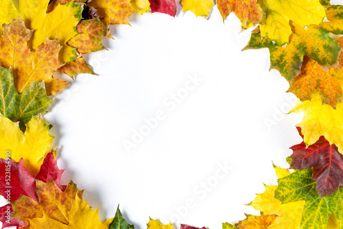 Circle frame of Autumn bright colorful maple leaves on white. Top view with copy space