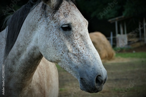 Portrait of beautiful horse on the farm