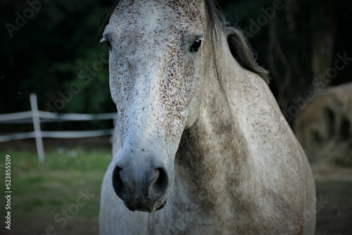 Portrait of beautiful white horse on the farm