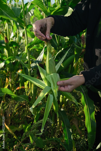 A farmer woman collects young corn cobs in a field with her hands. Vertical orientation, copy space, no face