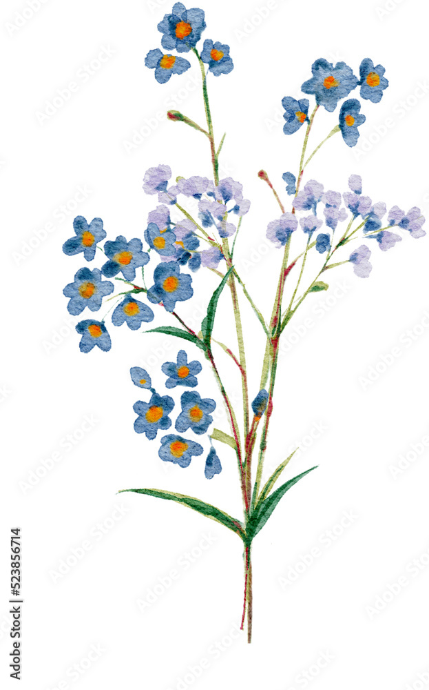 Watercolor Botalnical Florals
