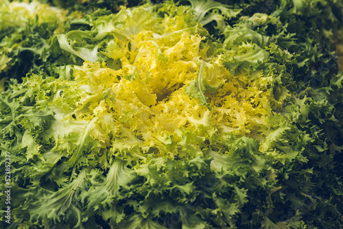 Tableau sur toile Green fresh curly salad (frisee)
