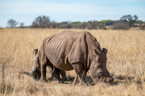 Female rhino and her calf, photographed in South Africa.