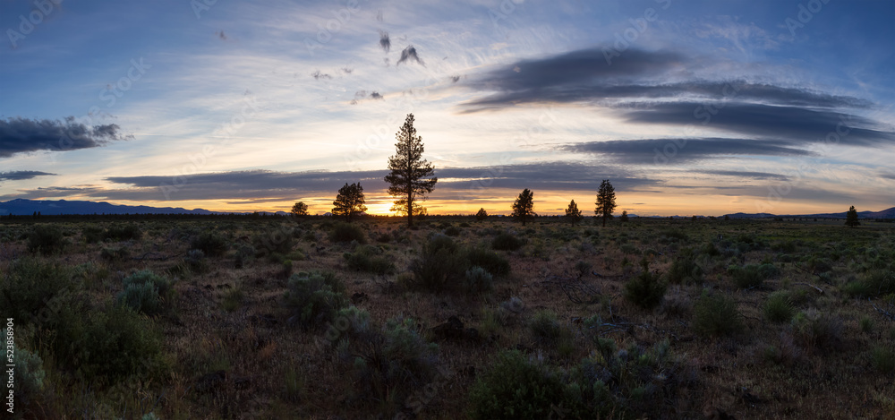 Panoramic View of Land with Bushes and Trees at Sunet on Cloudy Evening. Summer Season. California, United States. Nature Background. Panorama