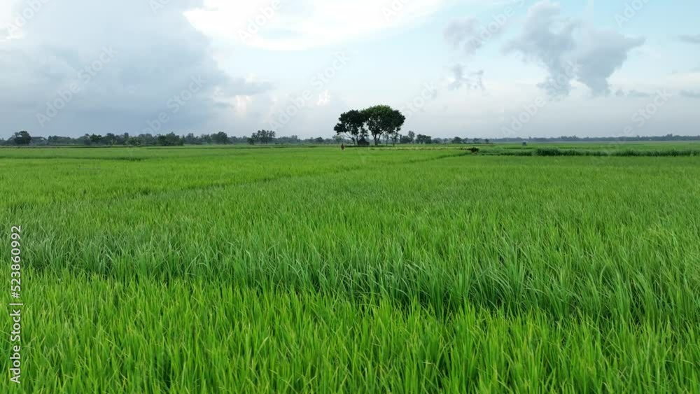 rice field in the morning rice field in the morning