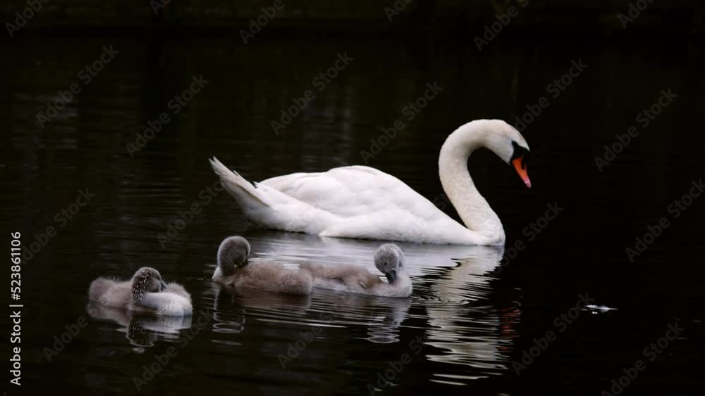 Swan with young cygnet float on the river Swan with young cygnet float on the river