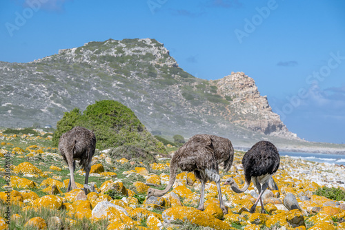 cape of good hope