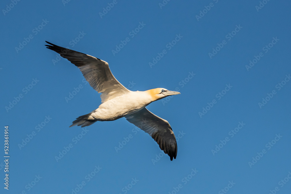 Fototapeta premium Nothern gannet in the sky