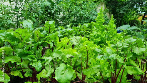 lettuce, beet and other greens plant leaves growing in the garden. Early harvest. Concept of healthy eating lifestyle diet nutrition.