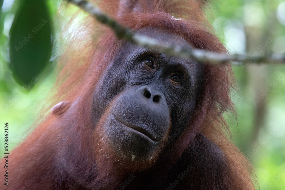 Fototapeta premium Borneo Orangutan at the Semenggoh Nature Reserve in Kuching, Sarawak State, Malaysia. 