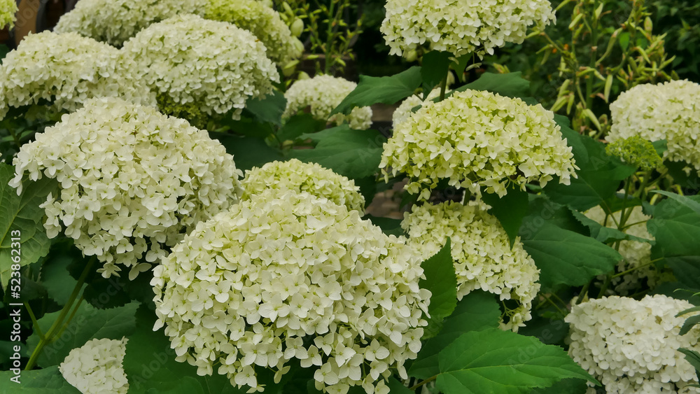 beautiful green hydrangea macrophylla flowers in the garden, gardening concept, home decor and comfort beautiful green hydrangea macrophylla flowers in the garden, gardening concept, home decor and comfort