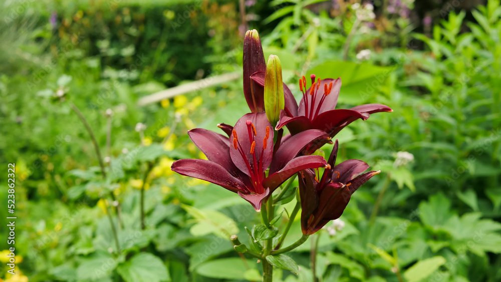 Fototapeta premium beautiful botanical shot, natural wallpaper, close-up of a burgundy dark red lily flower 