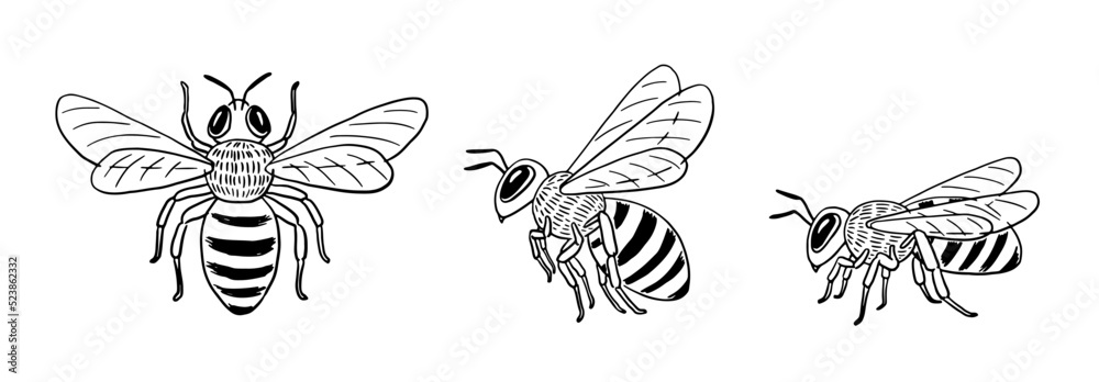 Hand-drawn honey bee illustration set: top view, flying side view, and sitting side view