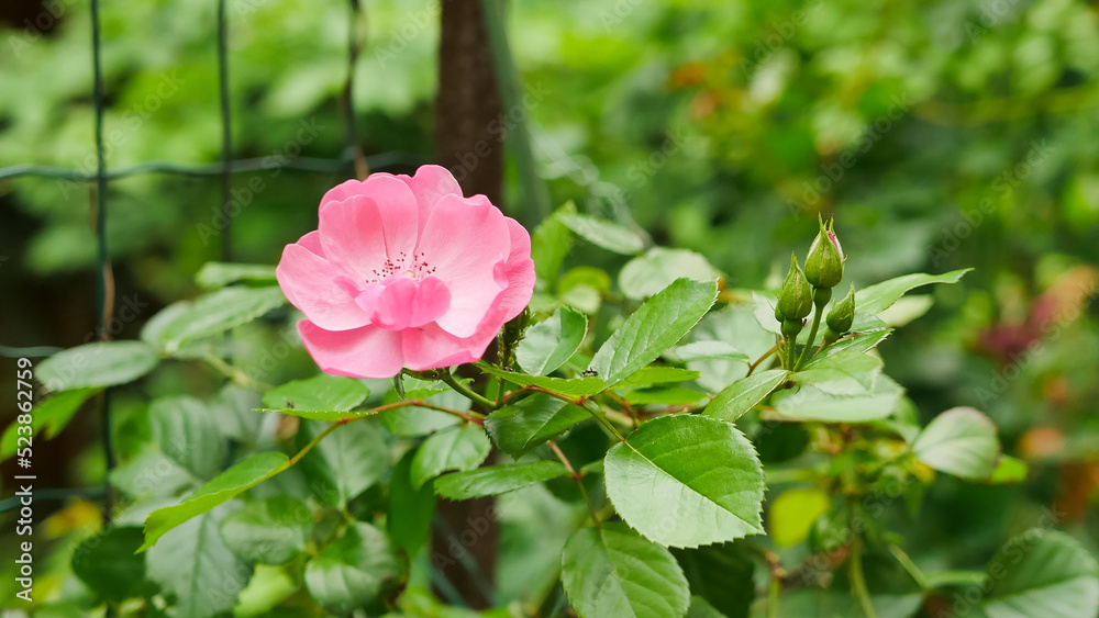 Obraz premium beautiful pink rose in the garden, garden bush rose rosale surrounded by green leaves