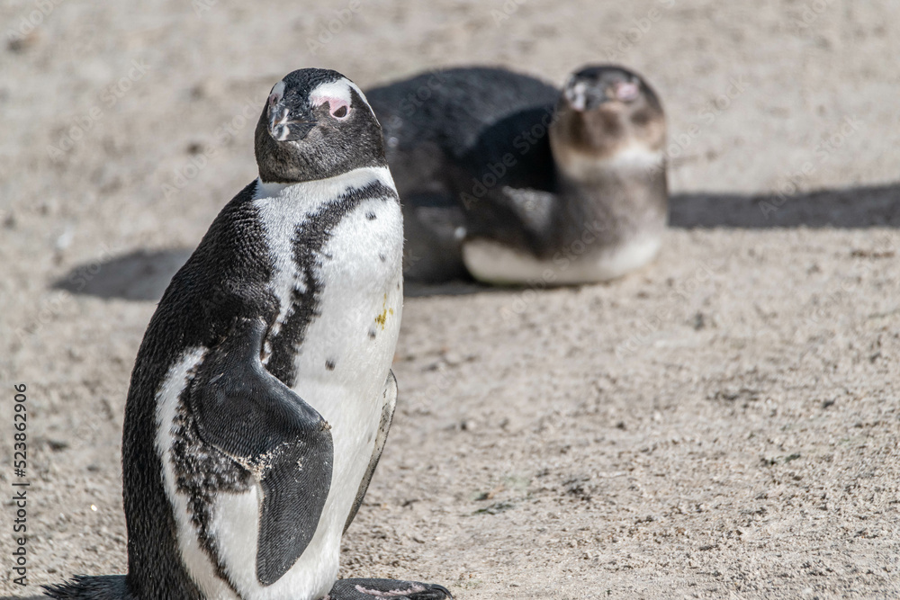 Naklejka premium creative