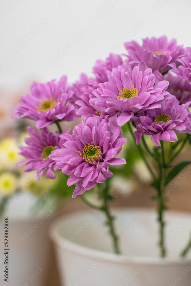 pink chrysanthemum in a pot