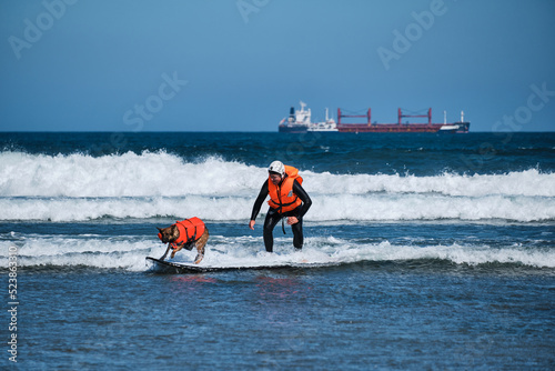 Surfer wearing helmet and life jacket surfing with his german shepherd dog in a harbor with a boat in the background