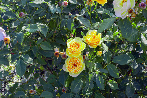 Beautiful bush of yellow roses in a spring garden. Rose garden