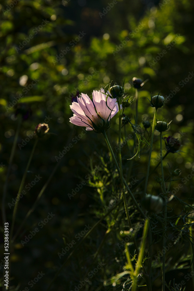 Pink flower in the garden at sunrise with backlight with strong greens and bokeh Pink flower in the garden at sunrise with backlight with strong greens and bokeh