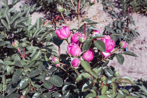 Close-up of a pink rose on a dark green background.