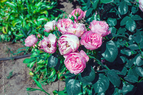 Close-up of a pink rose on a dark green background.